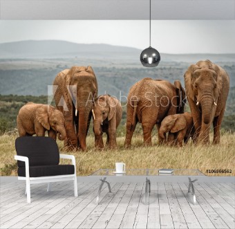 Picture of Elephant Family